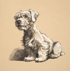 Sealyham, 1930, Ilustraciones de su Cuaderno de Bocetos usado para 